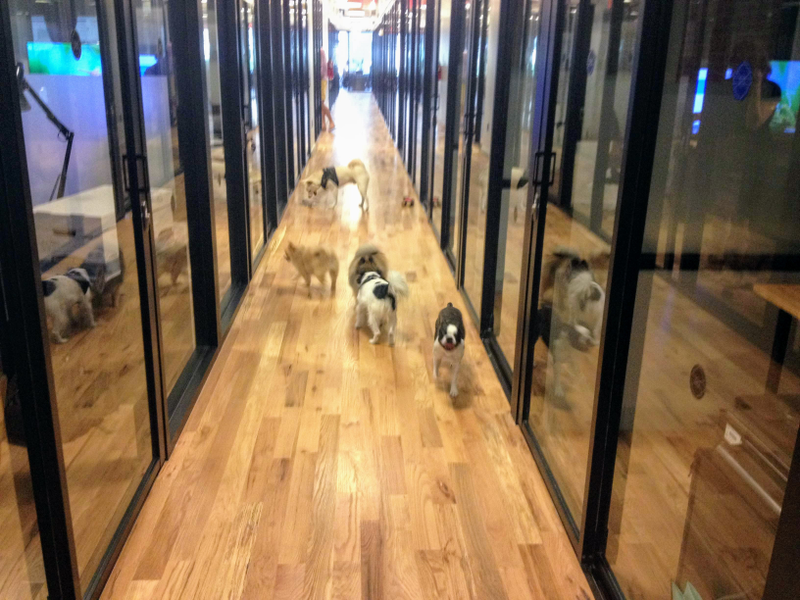 WeWork Dogs